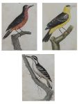 Conjunto de três gravuras representando pássaros. Assinadas. Meds. 17 X 23 cm e 15 X 20,5 cm