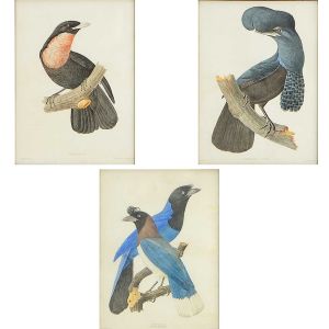 <b>JEAN-THEODORE DESCOURTILZ</b><br> (1796-1855)<br>Conjunto de 3 litogravuras do famoso ornitólogo francês, emolduradas e em bom estado. Impressas por Heaton e Rensburg.<br>63 x 48 cm